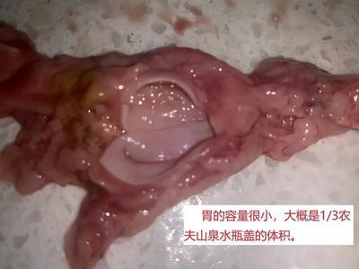 龍魚吃食老是咀嚼半天不吃會(huì)死嗎為什么：龍魚吃食時(shí)咀嚼半天不吃會(huì)導(dǎo)致死亡以及為什么會(huì)這樣 龍魚百科 第2張