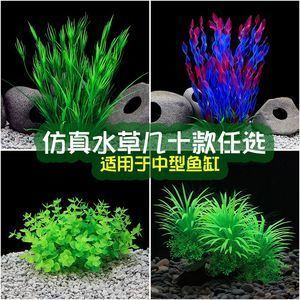 龍魚缸養(yǎng)什么植物好：適合養(yǎng)在龍魚缸中的植物