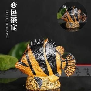 金龍魚變金色過程：金龍魚變金色過程的詳細解析