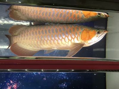 龍魚對水流速度的要求是什么：龍魚對水流速度的要求 龍魚百科 第3張