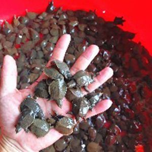 龍魚可以喂魚飼料嗎怎么喂的呢：龍魚可以喂魚飼料嗎 龍魚百科 第2張