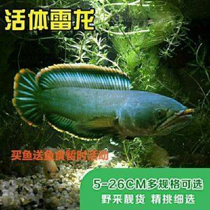 野采雷龍魚小苗：野采雷龍魚小苗的飼養(yǎng)方法