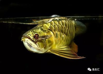 龍魚(yú)趴缸還喂食嗎為什么不吃食呢：幫助龍魚(yú)恢復(fù)健康可能是由于多種原因?qū)е碌? title=