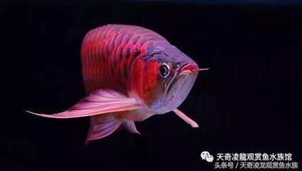 龍魚(yú)趴缸還喂食嗎為什么不吃食呢：幫助龍魚(yú)恢復(fù)健康可能是由于多種原因?qū)е碌? title=