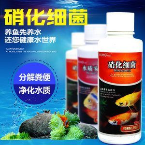 養(yǎng)龍魚可以放凈水藥嗎有毒嗎：養(yǎng)龍魚可以使用凈水藥嗎 龍魚百科 第1張