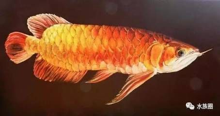 龍魚(yú)來(lái)自哪里的魚(yú)：全球最大的龍魚(yú)養(yǎng)殖基地，每年繁殖出百萬(wàn)只來(lái)馬來(lái)西亞 龍魚(yú)百科 第2張