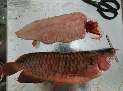 龍魚喂大魚肉可以嗎：龍魚可以喂食大魚肉嗎，需要考慮哪些因素