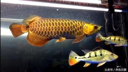 龍魚吃白條嗎：龍魚可以吃白條魚嗎龍魚可以吃白條魚嗎，龍魚吃白條嗎 龍魚百科 第1張