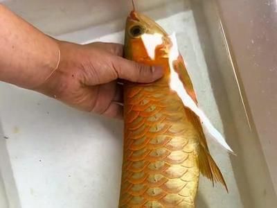 龍魚吃白條嗎：龍魚可以吃白條魚嗎龍魚可以吃白條魚嗎，龍魚吃白條嗎 龍魚百科 第3張