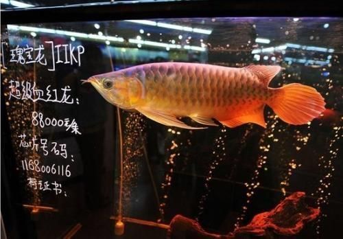 粉紅色的龍魚：粉紅色的龍魚是一種什么樣的魚？ 龍魚百科 第2張