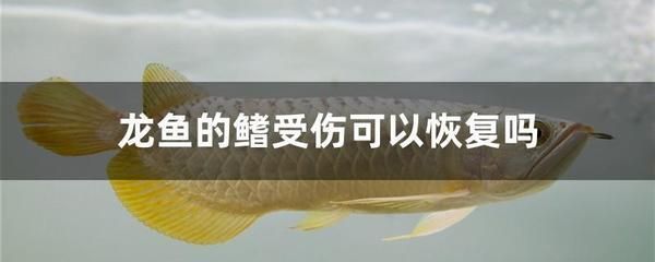 龍魚能長(zhǎng)多重的魚鰭：龍魚的魚鰭重量并沒有在搜索結(jié)果中直接提及,然而我們可以了解 龍魚百科 第2張