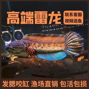 眼睛蛇雷龍魚價(jià)格：黃金眼鏡蛇雷龍魚的價(jià)格是黑魚的100倍