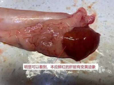 金龍魚有寄生蟲的癥狀：金龍魚寄生蟲感染的一些常見癥狀 龍魚百科 第3張