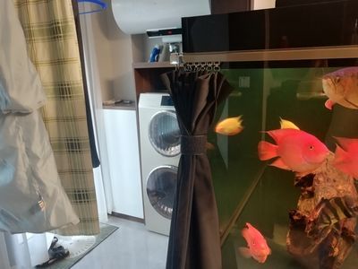 龍魚自己跳出魚缸死了有什么預兆：龍魚的死亡可以預示著主人的運勢變化