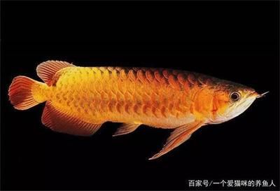 龍魚配什么魚比較上檔次：選擇與龍魚混養(yǎng)的魚類時需要考慮多個因素，幫助您選擇最適合的配魚