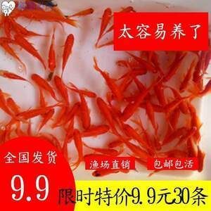 紅龍魚缸能放鹽嗎：紅龍魚缸可以放鹽嗎 龍魚百科 第3張