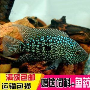 龍魚不想養(yǎng)了可以送人嗎：不再想養(yǎng)龍魚，但需要注意一些事項(xiàng)以確保龍魚得到妥善照顧