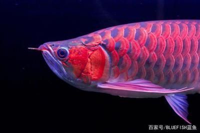 紅龍魚品相怎么看好壞：判斷紅龍魚品相好壞的主要依據(jù)