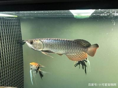 養(yǎng)銀龍魚水溫多少度為好養(yǎng)：養(yǎng)銀龍魚水溫多少度為好 龍魚百科 第3張