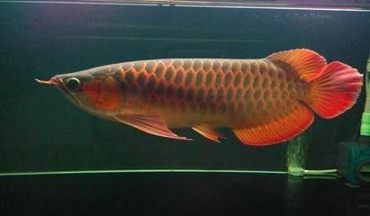 20厘米紅龍魚一年能長(zhǎng)多大了：紅龍魚一年可以長(zhǎng)15-20厘米生長(zhǎng)速度受到多種因素影響