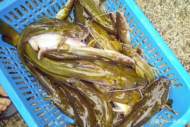 黃龍魚長什么樣：黃龍魚是一種多彩多姿、形態(tài)各異的熱帶觀賞魚