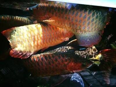 紅龍魚吃金蛙好嗎_：關(guān)于紅龍魚吃金蛙的問題