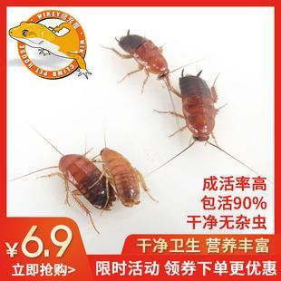 金龍魚吃蟑螂有什么好處：金龍魚吃蟑螂可以帶來(lái)一些好處但飼養(yǎng)者需要注意 龍魚百科 第3張