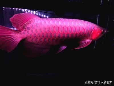 除藻劑對龍魚有害嗎：沖浪泵對紅龍魚的影響