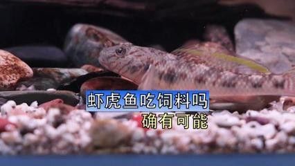 龍魚飼料魚,蝦虎魚哪個(gè)好養(yǎng)一點(diǎn)：如何選擇適合龍魚的飼料魚