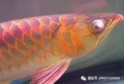 龍魚疾病引起龍魚燒尾的原因有哪些：龍魚燒尾是一種常見的疾病，其主要原因是水質(zhì)問題 龍魚百科