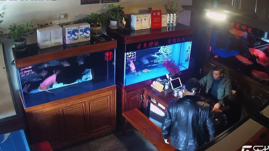 龍魚受驚嚇撞缸怎么辦：小龍魚受驚嚇撞缸怎么辦 龍魚百科 第2張