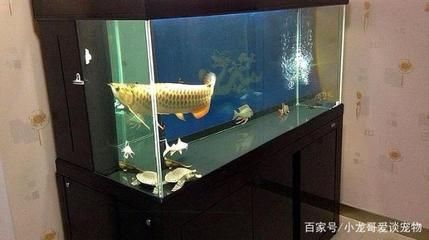 龍魚得多大的魚缸：關(guān)于龍魚所需的魚缸尺寸的詳細(xì)信息