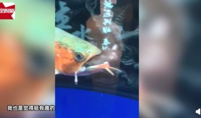 龍魚吃顆粒嗎會(huì)死嗎為什么：龍魚可以吃顆粒飼料嗎 龍魚百科 第3張