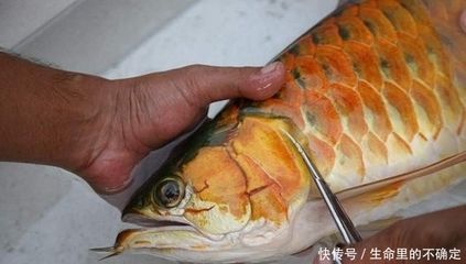 紅龍魚(yú)翻鰓怎么治：如何治療紅龍魚(yú)翻鰓 龍魚(yú)百科 第1張