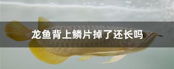 龍魚吃完吐出來怎么辦：如何處理龍魚吃完吐出來的問題 龍魚百科 第1張