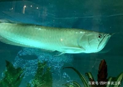 龍魚(yú)吃泥鰍好嗎：龍魚(yú)吃,龍魚(yú)吃泥鰍好嗎