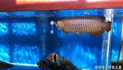 養(yǎng)龍魚真的可以改變風(fēng)水嗎為什么不好：養(yǎng)龍魚對風(fēng)水產(chǎn)生影響