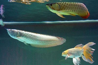 紅龍魚夏天魚缸水溫高怎么辦：紅龍魚夏天魚缸水溫高的解決方案