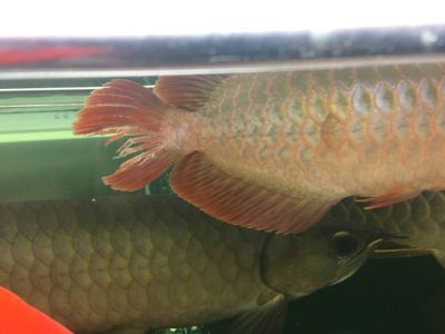 怎樣調(diào)節(jié)龍魚(yú)水質(zhì)質(zhì)量：如何讓龍魚(yú)什么都吃 龍魚(yú)百科 第3張