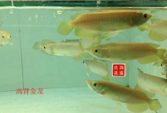 紅龍魚漁場：印尼紅龍魚漁場如何挑選 龍魚百科 第2張