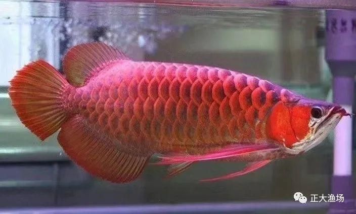 紅龍魚(yú)體型特征是什么意思：紅龍魚(yú)的體型特征