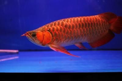 紅龍魚體型特征是什么意思：紅龍魚的體型特征 龍魚百科 第2張