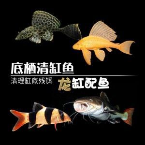 龍魚配魟魚：龍魚配魟魚是一種常見的混養(yǎng)方式 龍魚百科