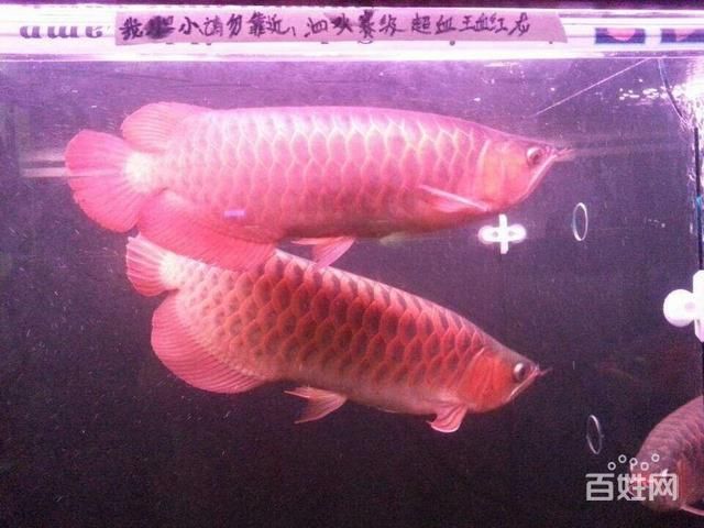 金龍魚(yú) 喂養(yǎng)：金龍魚(yú)喂養(yǎng)的相關(guān)信息