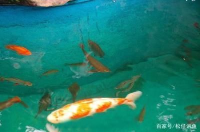 龍魚錦鯉混養(yǎng)：錦鯉和龍魚可以混養(yǎng)嗎？