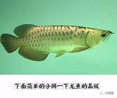 龍魚品級劃分標(biāo)準(zhǔn)：龍魚品級劃分的主要標(biāo)準(zhǔn)和特點(diǎn)