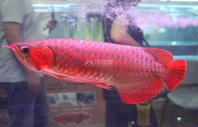 50公分的紅龍魚(yú)多少錢一條：50公分的紅龍魚(yú)價(jià)格因其品相、基因等因素有所不同