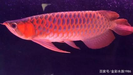 紅龍魚幼龍可以幾天不吃東西：紅龍魚幼龍可以多久不吃東西？