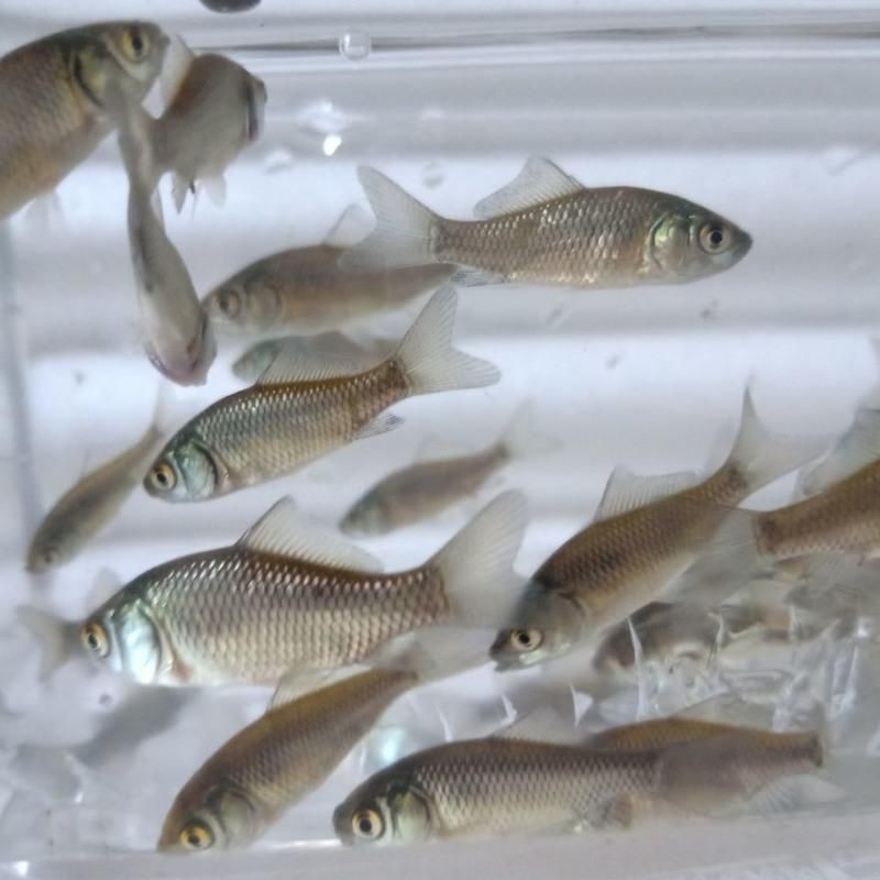 鯽魚可以喂龍魚嗎：鯽魚可以作為食物喂給龍魚，但需要注意的是喂食前需要注意的是