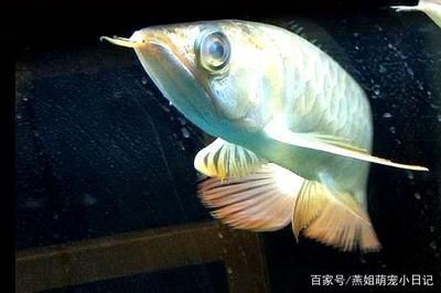 龍魚(yú)總是蒙眼是什么原因：龍魚(yú)蒙眼怎么辦